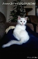 Yildiz Picture in Katzen Extra 3/98